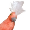 COCKATOO 10" FEATHERED PINK W/WHITE COMB