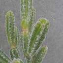 CACTUS PLANT 17" (SAN PEDRO)