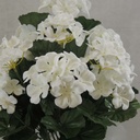 GERANIUM BUSH X14 CREAM/WHITE