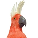 COCKATOO 20" PINK FEA