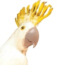 COCKATOO 20&quot; WHITE FEATHERED