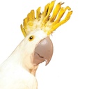 COCKATOO 20" WHITE FEATHERED