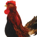 ROOSTER 19&quot; NATURAL FEATHERED