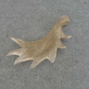 ANTLER SET MOOSE WOOD 8" 2/SET BROWN