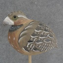 BOBWHITE QUAIL 7" x 5" WOOD