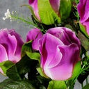 ROSE BUD SATIN BUSH X12 W/GYPSO  PURPLE