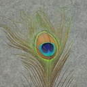 FEATHERS PEACOCK 35" (12PC BG)