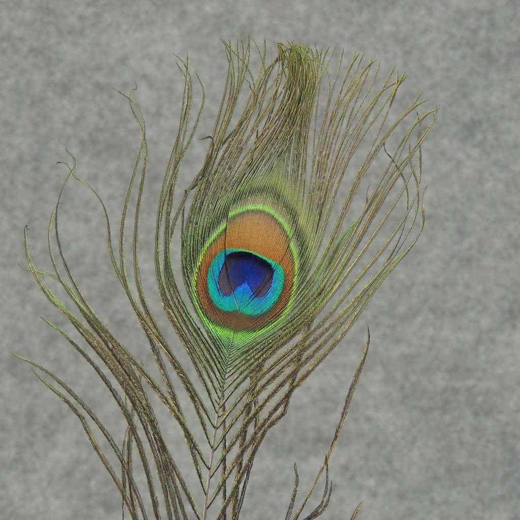 FEATHERS PEACOCK 15&quot;-20&quot; (12 PC BAG)