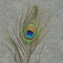 FEATHERS PEACOCK 15&quot;-20&quot; (12 PC BAG)