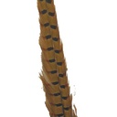 FEATHERS PHEASANT 16"-18"  (6 PC PK)