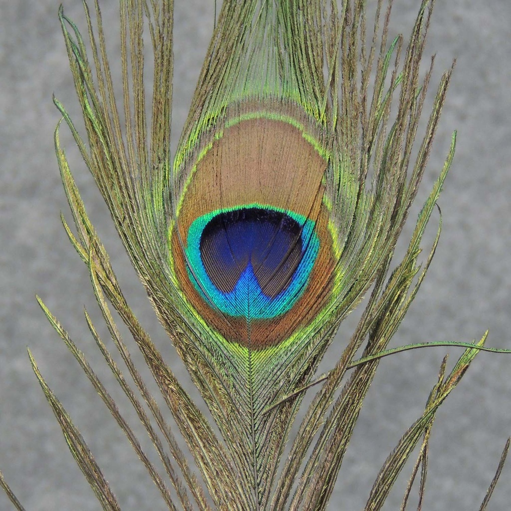 FEATHERS PEACOCK 10&quot;  1DZ/BAG