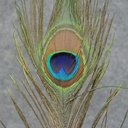 FEATHERS PEACOCK 10&quot;  1DZ/BAG