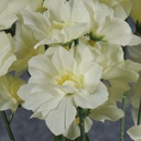 DELPHINIUM BUSH X10  CREAM/WHITE