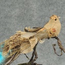 BIRD BURLAP/FEATHER/TWIG W/CLIP