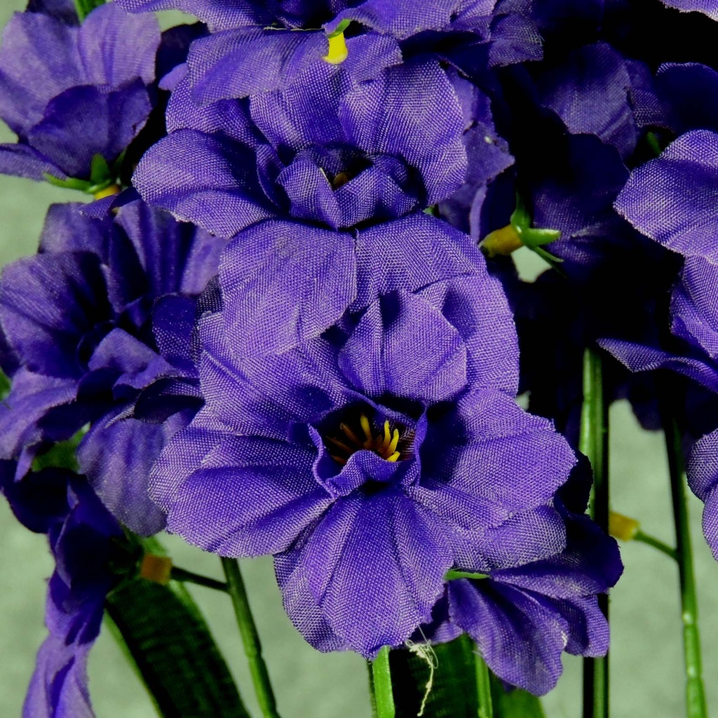 DELPHINIUM BUSH X10  PURPLE