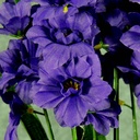 DELPHINIUM BUSH X10  PURPLE