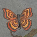 BUTTERFLY W/CLIP  4" BLACK/ORANGE