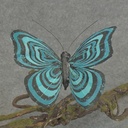 BUTTERFLY W/CLIP  4&quot; BLACK/TURQUOISE