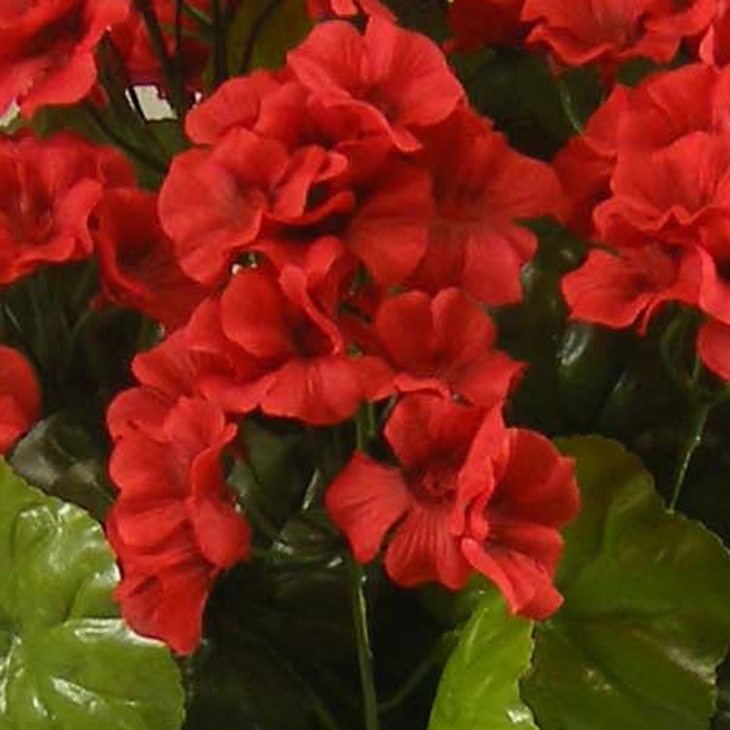 GERANIUM BUSH X14      RED