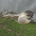 CHICKADEE 5" FEATHER/COTTON W/CLIP