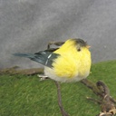 GOLDFINCH BABY 3.5" FEA/FUZZY W/CLIP