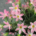 LILY MINI DAY BUSH X10   PINK