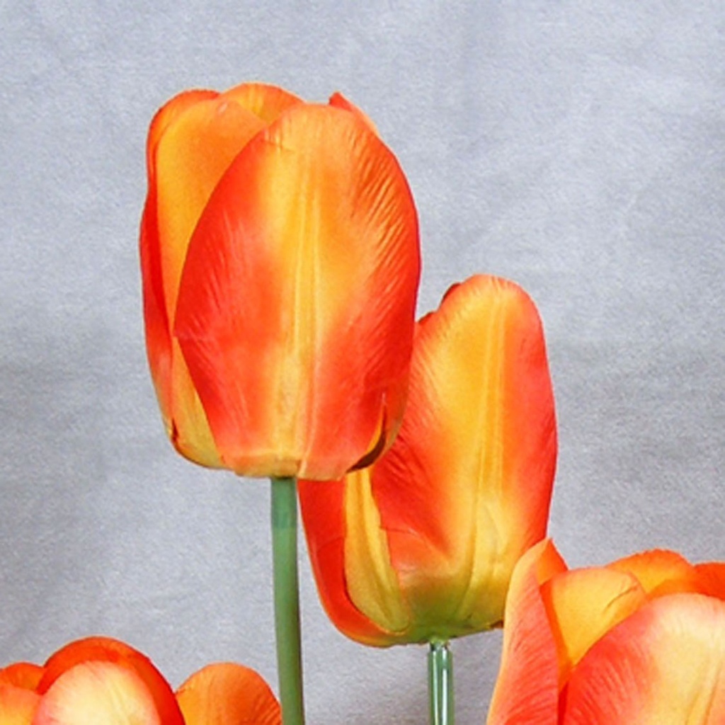 TULIP BUSH X8 20" ORANGE/YELLOW (SATIN)