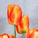 TULIP BUSH X8 20" ORANGE/YELLOW (SATIN)