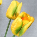 TULIP BUSH X8 20" YELLOW/ORG (SATIN)