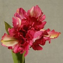 TULIP PARROT SPRAY 18" W/2 LVS  BEAUTY