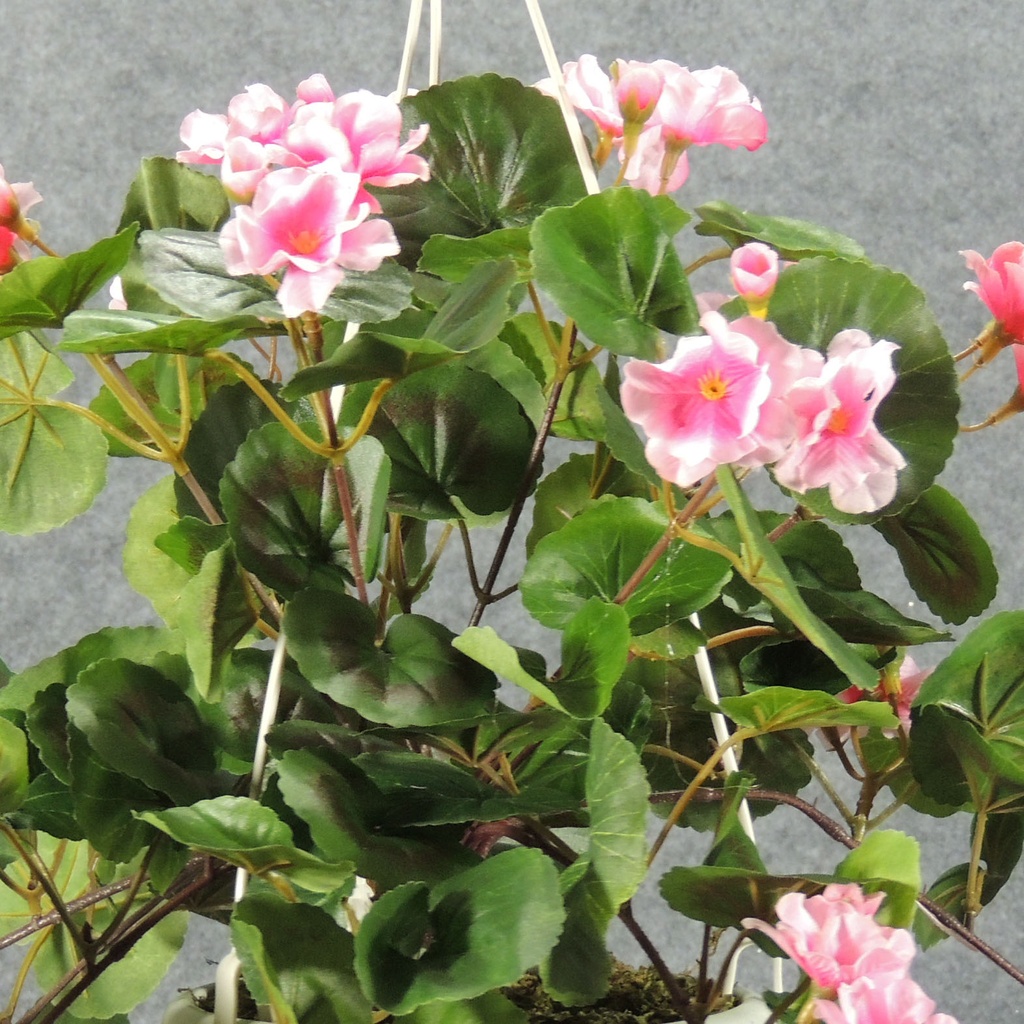 GERANIUM HANGING BASKET PINK