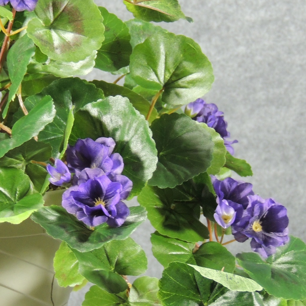 GERANIUM HANGING BASKET PURPLE