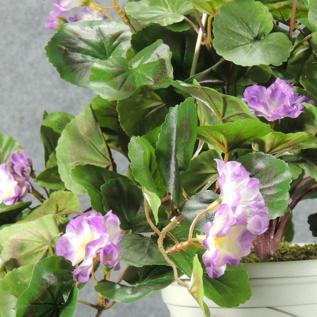 GERANIUM HANGING BASKET LAVENDER