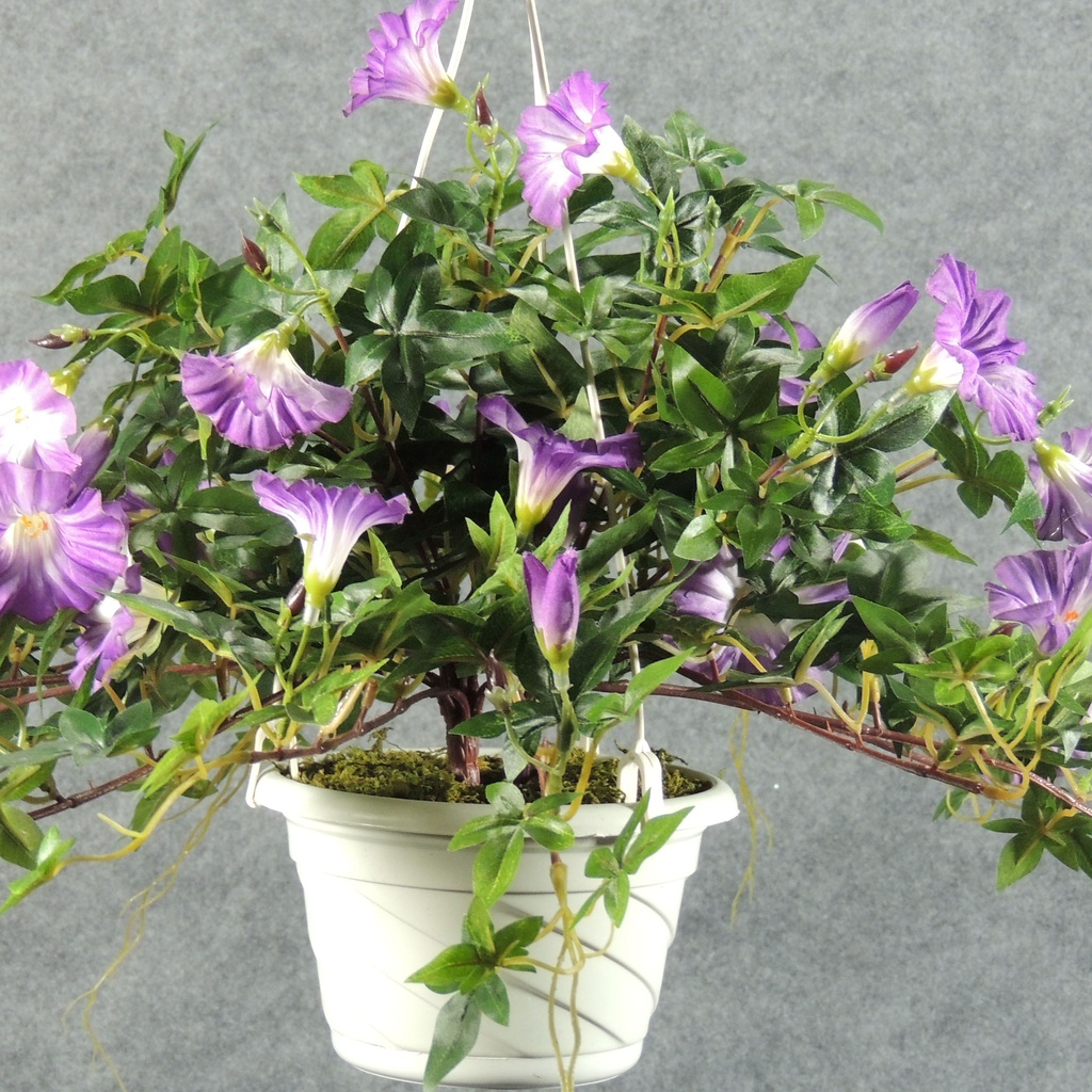 PETUNIA VINE HANGING BASKET LAVENDER