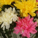 MUM BUSH FLAT LG  X14 3-ASST'D PINK/YELLOW/WHIT