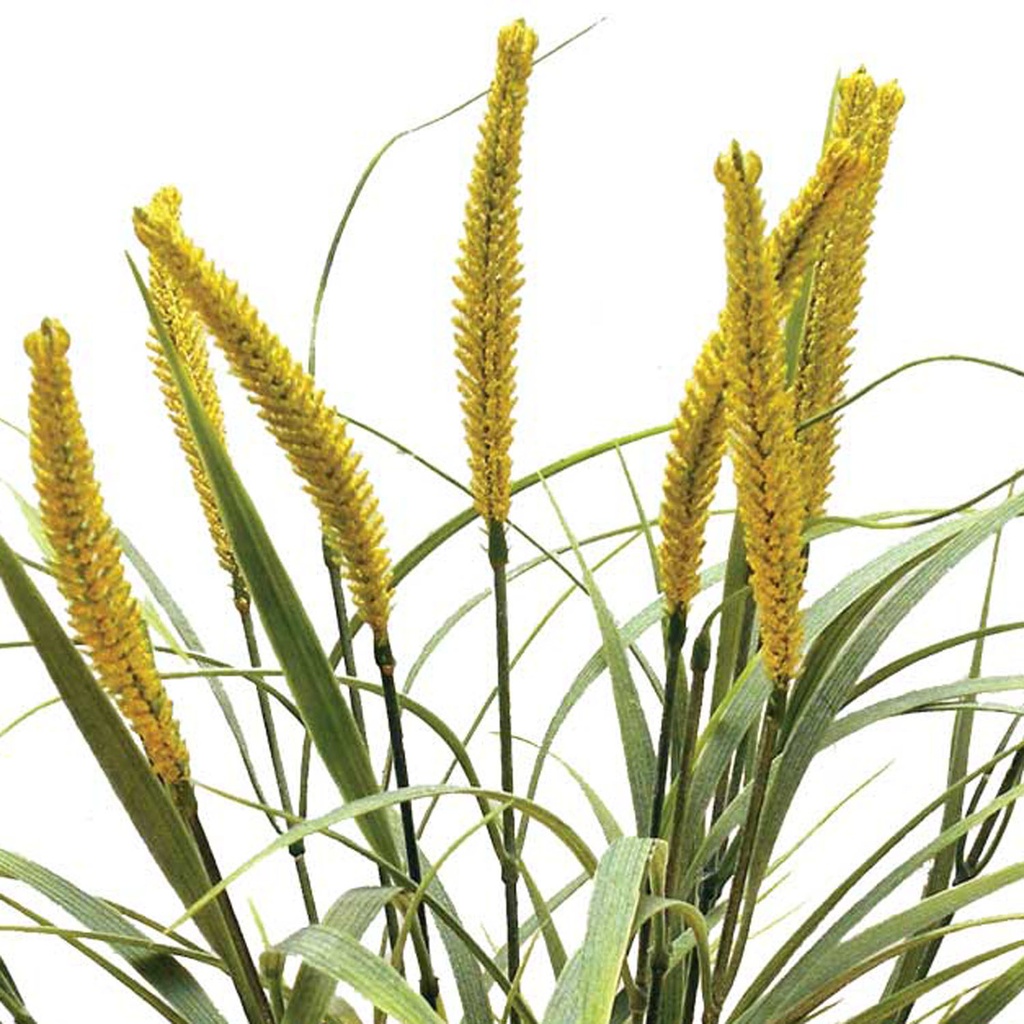 WHEAT BUSH FLOCKED X14 YELLOW