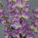 DELPHINUM BUSH X5 PURPLE