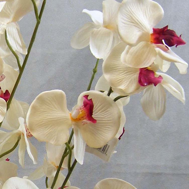 PHALAENOPSIS BUSH X6 SATIN 24" PNK/CRM