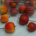 FRUIT APPLES 4 ASSORTED(24/BOX)