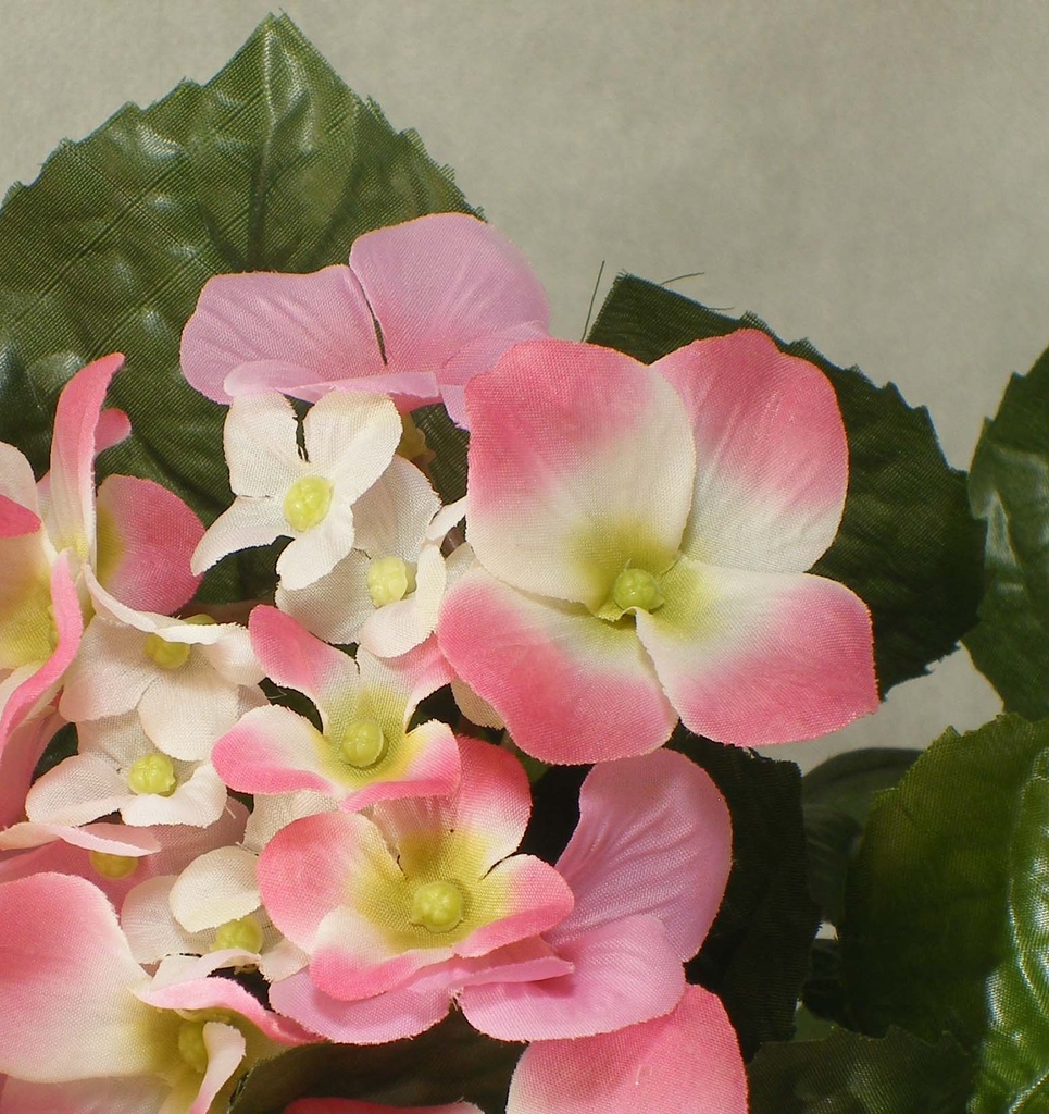 HYDRANGEA BUSH X7 - PINK