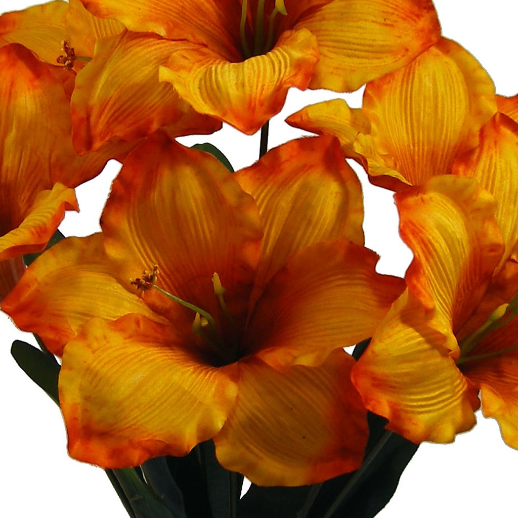 AMARYLLIS BUSH X7 ORG/YELL 22"