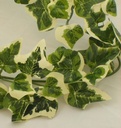 GARLAND 6' NEEDLEPOINT MINI IVY W/185 LVS VARIGATED