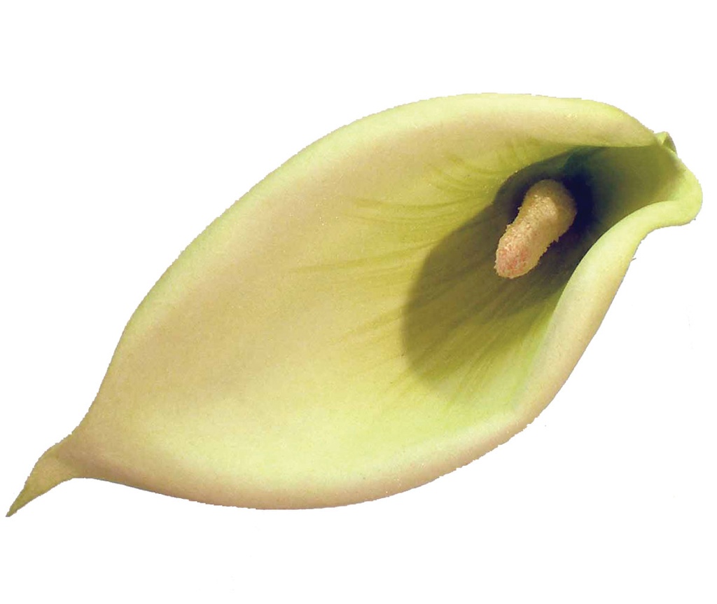 CALLA LILY SPRAY GREEN 24" SGL 6PC BG