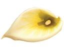 CALLA LILY SGL 24" YELLOW 6PC BG