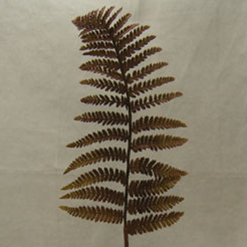 FERN LEATHER SPRAY 34" DK BROWN