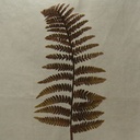 FERN LEATHER SPRAY 34" DK BROWN