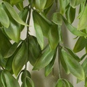 LEAF MAGNOLIA BUSH VINE X15 22" FROSTED GREEN