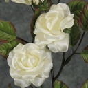 CAMELLIA SPRAY X5 (SATIN) CANDLELITE