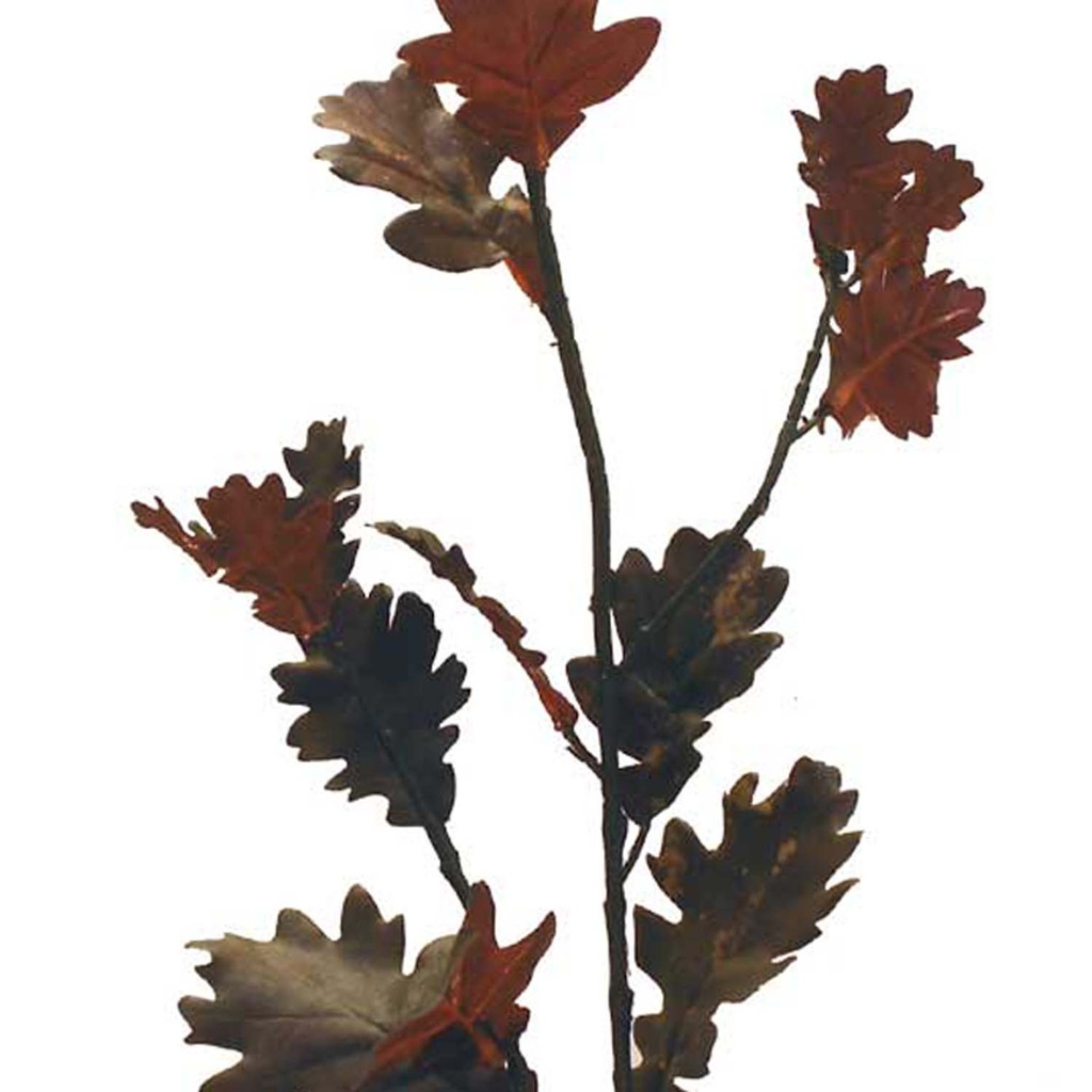 FOLIAGE 30" DAISY LEAF SPRA X3 (6 PC BG) RUBY