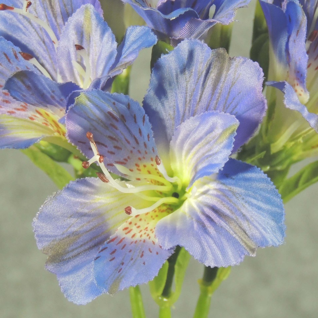 ALSTROMERIA BUNDLE W/RAFFIA TIE  LAVENDER